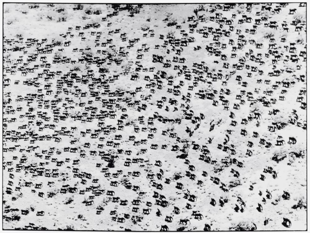 写真 Beard - 965 Elephants, 