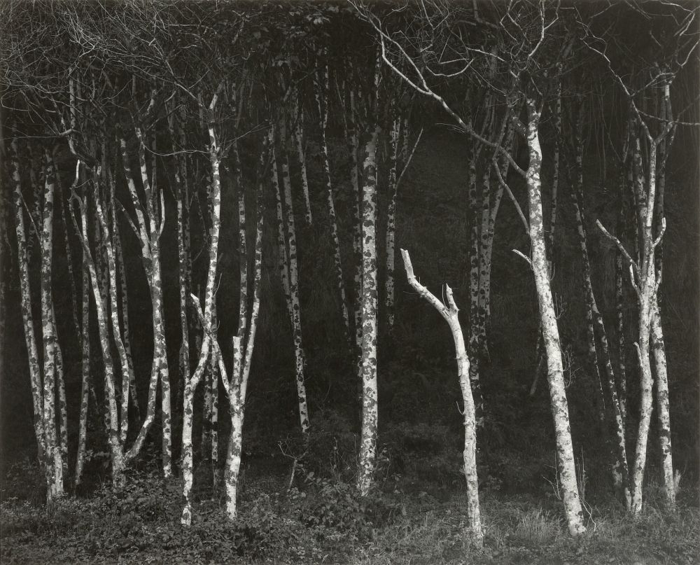 写真 Adams - Alders, Prairie Creek Beach, Northern California, um 1949.