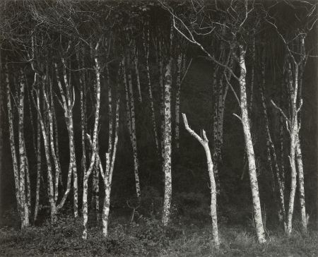写真 Adams - Alders, Prairie Creek Beach, Northern California, um 1949.