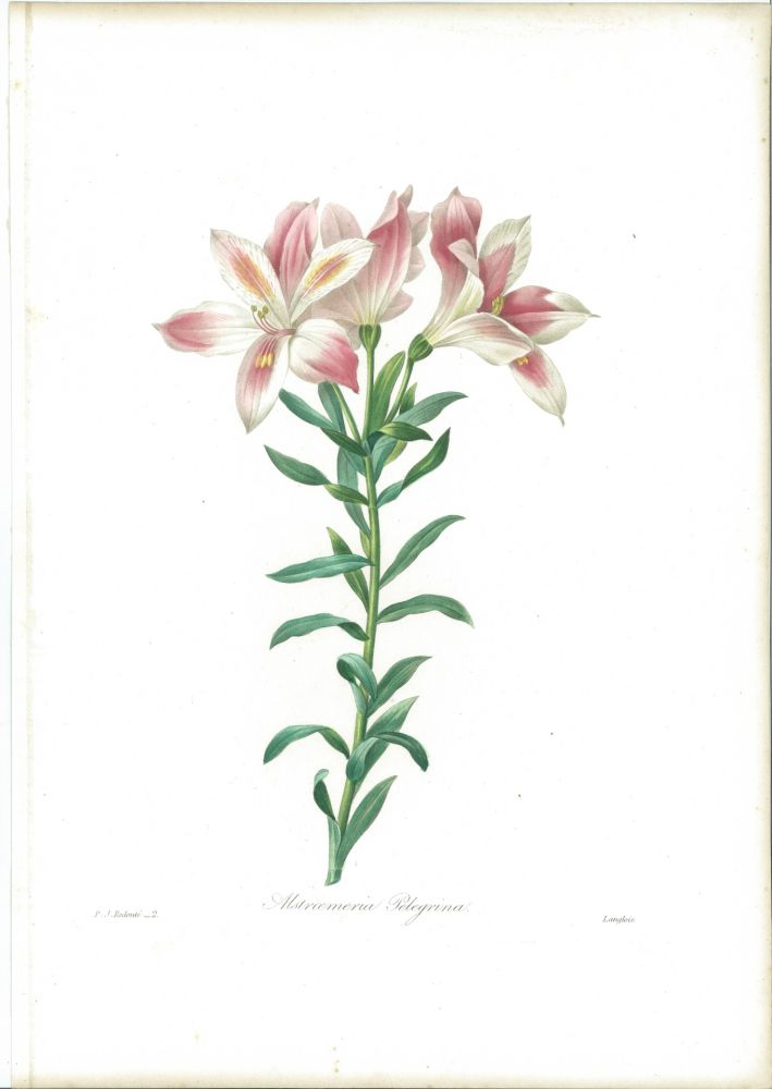 エッチング Redouté - Alstroemeria Pelegrina
