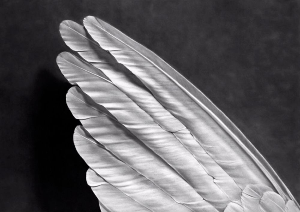 多数の Longo - Angel's Wing (Small Version)