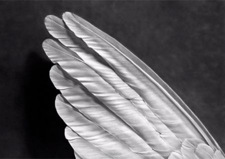 多数の Longo - Angel's Wing (Small Version)