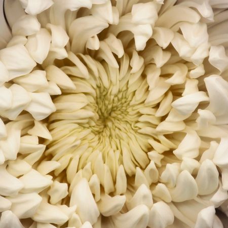 写真 Levine - Chrysanthemum