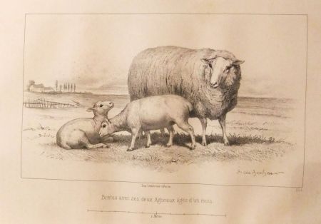 挿絵入り本 Bonheur - Considérations sur les bêtes à laine au milieu de XIXe siècle, et notice sur la race de la charmoise