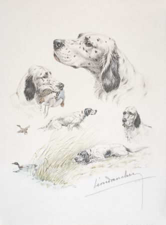 リトグラフ Danchin - English Setter study - Etudes de Setter Anglais