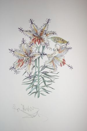 リトグラフ Dali - Erotic Lily (surrealistic flowers)
