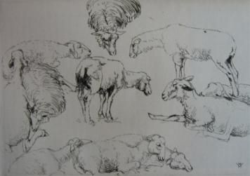 彫版 Vergé-Sarrat - Etudes de moutons / Studies of Sheep