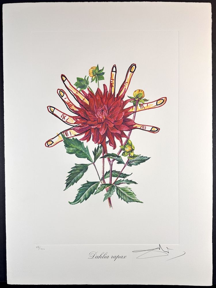 彫版 Dali - Florals Dahlias of Dali