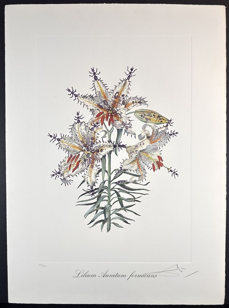 彫版 Dali - Florals Erotic Lily