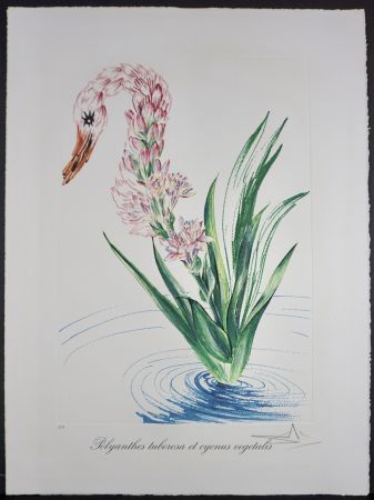 リトグラフ Dali - Florals Water-Hybiscus Swan