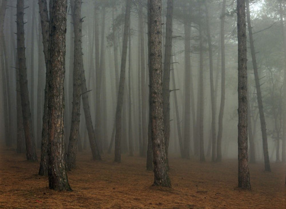 写真 Sitchinava - Fog in September