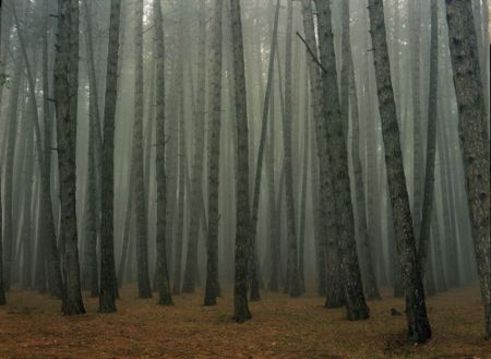 写真 Sitchinava - Fog in September 2