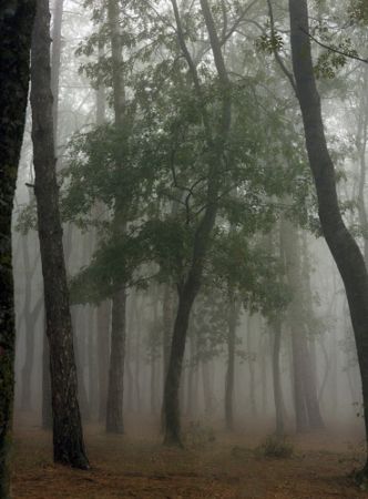 写真 Sitchinava - Fog in September 3