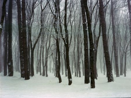 写真 Sitchinava - Forest. Winter