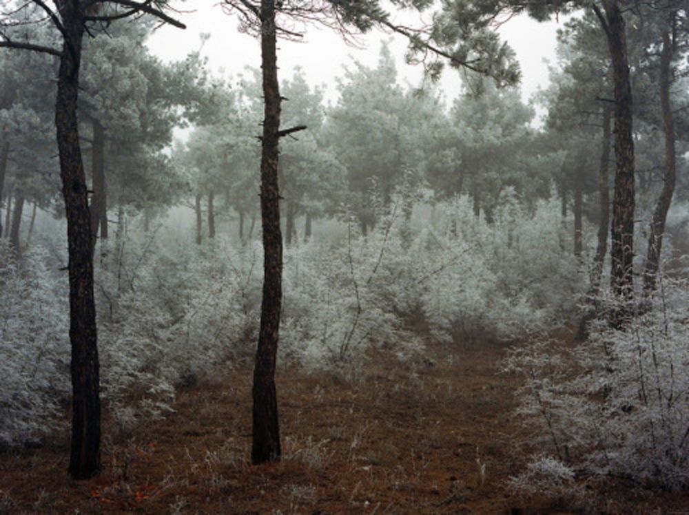 写真 Sitchinava - Forest. Winter 2