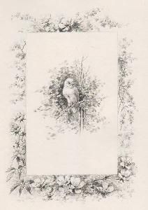 挿絵入り本 Giacomelli - Histoire d'un merle blanc. Compositions de Hector Giacomelli gravées à l'eau-forte par L. Buisson.