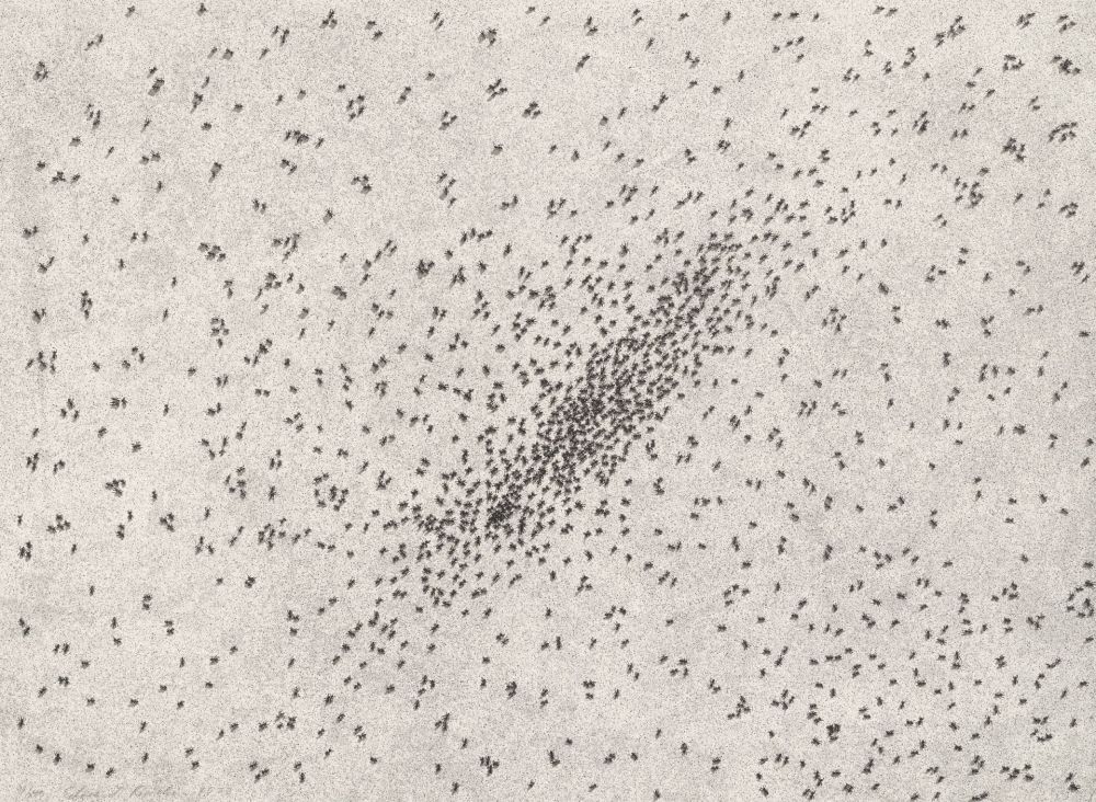 リトグラフ Ruscha - Insect Slants (Ants)