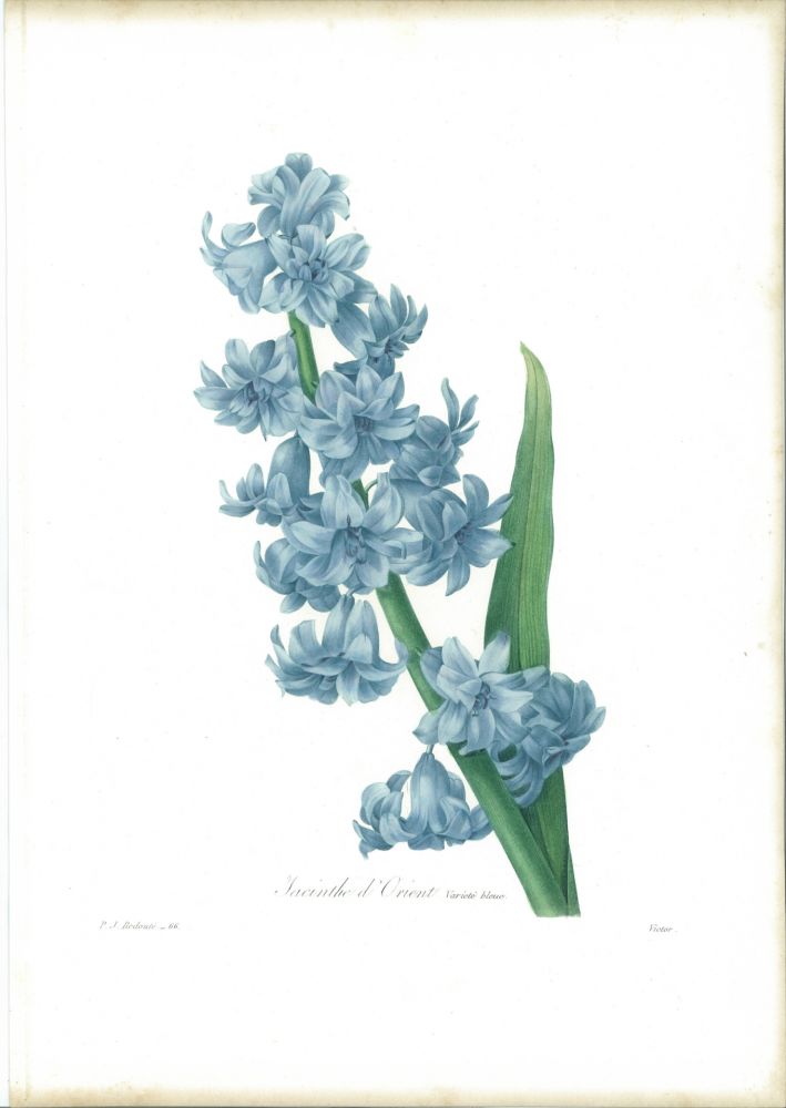 エッチング Redouté - Jacinthe d'orient (variété bleue)