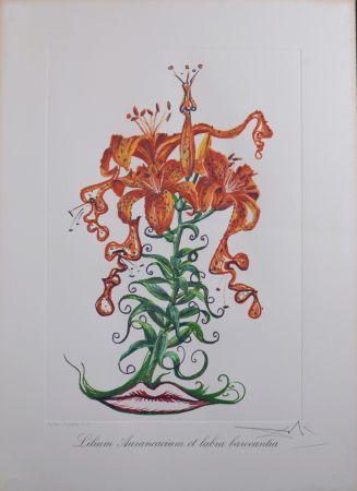 多数の Dali - Lilium Aurancacium et labra barocantia, 1972 - Hand-signed!