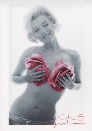 多数の Stern - Marilyn Monroe pink wink roses
