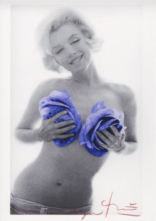 多数の Stern - Marilyn Monroe purple wink roses