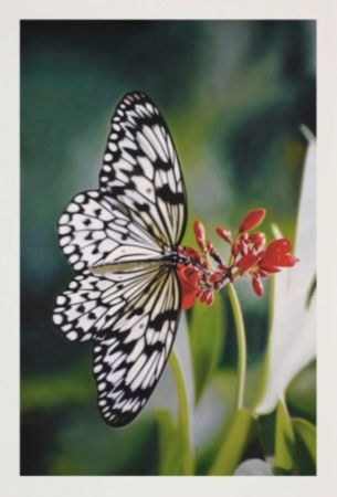 多数の Hirst - Paper Kite Butterfly on Oleander