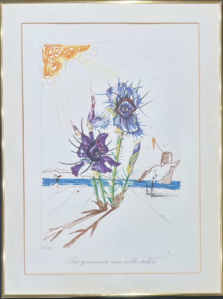 ポイントーセッシュ Dali - Salvador Dalí (1904–1989) - Coloured drypoint etching on heliogravures - 1972