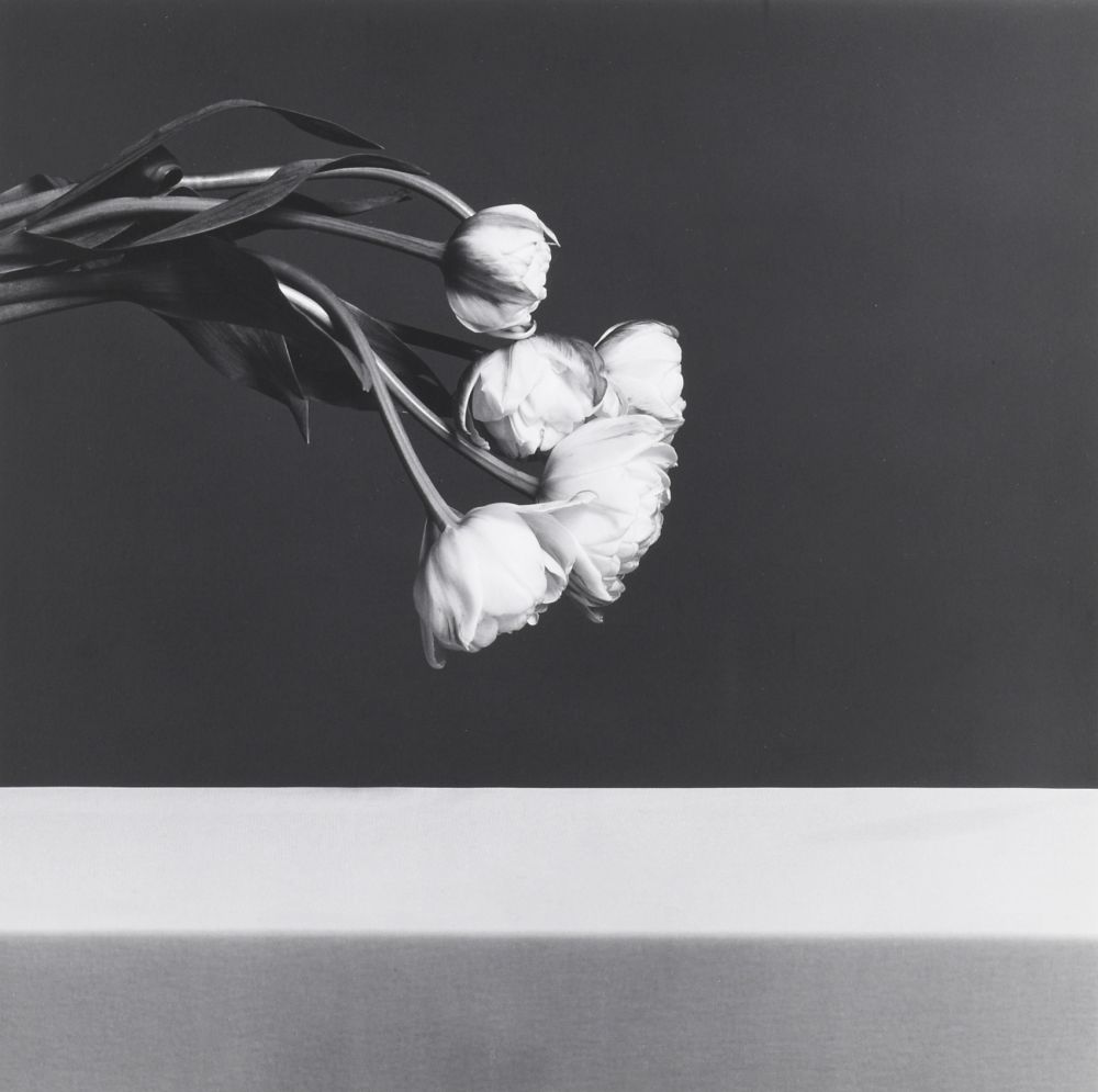 写真 Mapplethorpe - Tulips