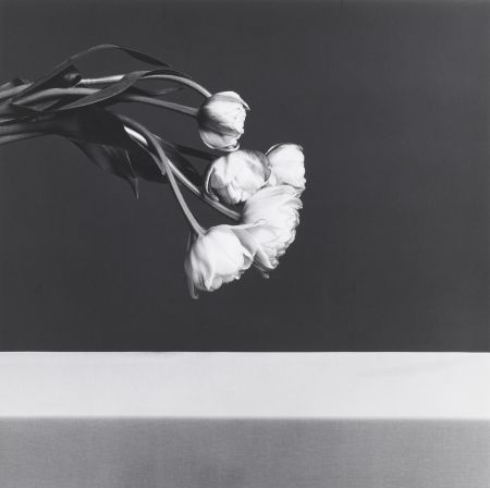 写真 Mapplethorpe - Tulips
