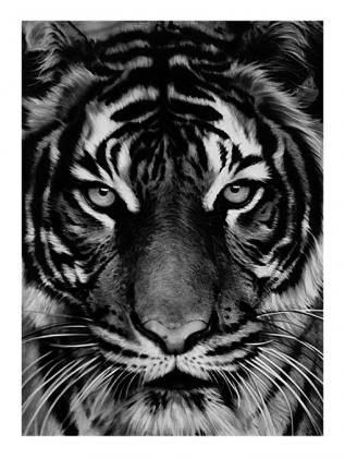 リトグラフ Longo - Untitled (Tiger)