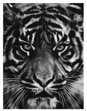 シルクスクリーン Longo - Untitled (Tiger head 2)