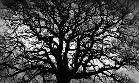 多数の Longo - Untitled (Tree)
