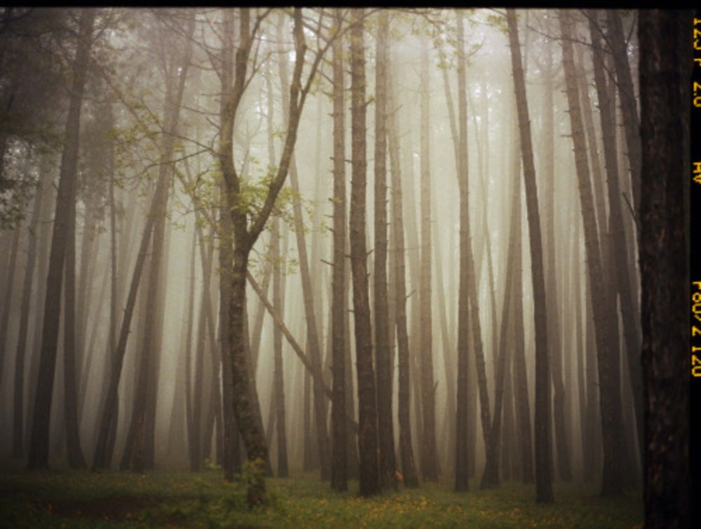 写真 Sitchinava - Upslope Fog in May