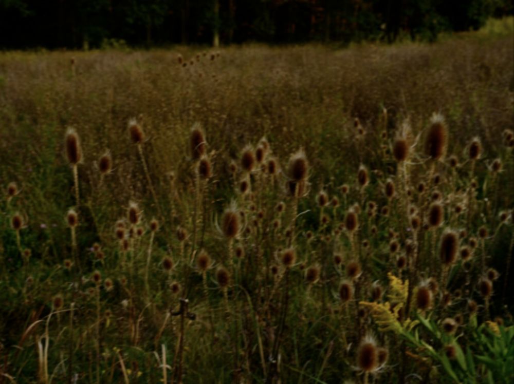多数の Goldin - Wild Flowers