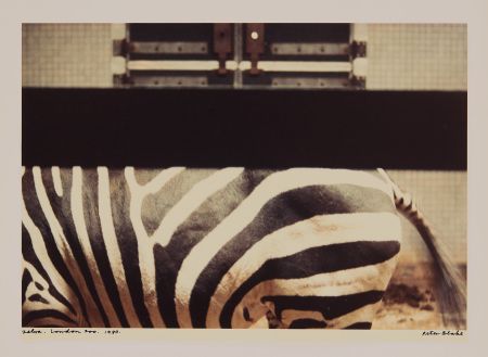 写真 Blake - Zebra, London Zoo
