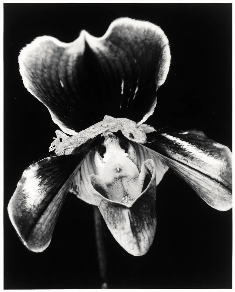 多数の Araki - Flower