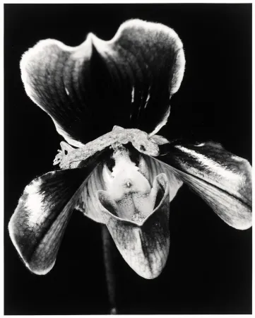 多数の Araki - Flower