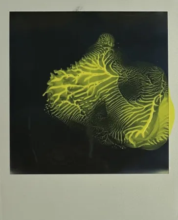 多数の Araki - Untitled 6