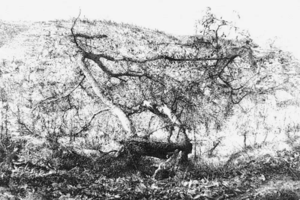 エッチング Barbisan - Il castagno morto