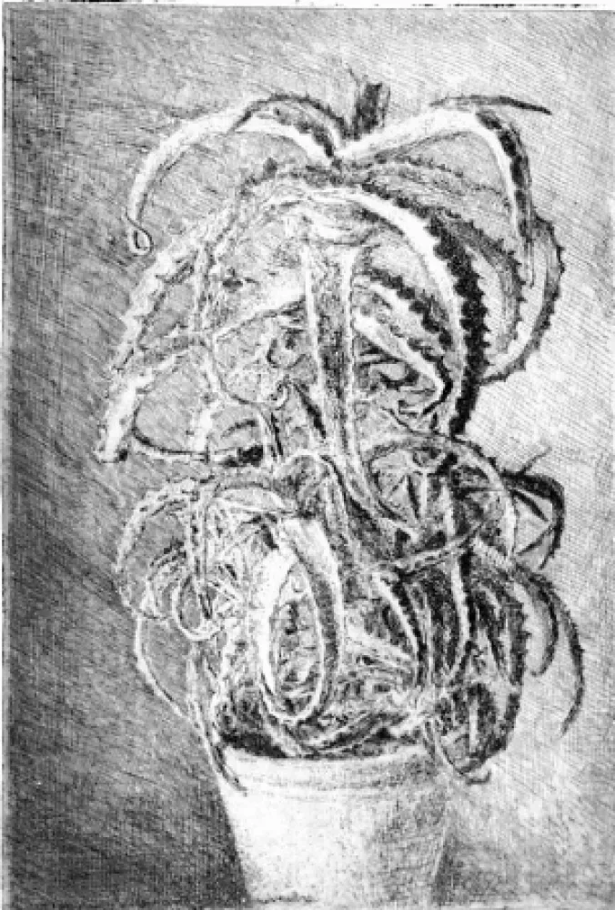 エッチング Barbisan - Pianta grassa