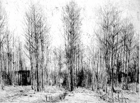 エッチング Barbisan - Pioppi