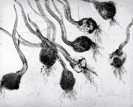 エッチングと　アクチアント Barcelo - Lanzarote 24