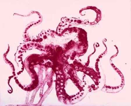 アクチアント Barcelo - Serie Lanzarote 13