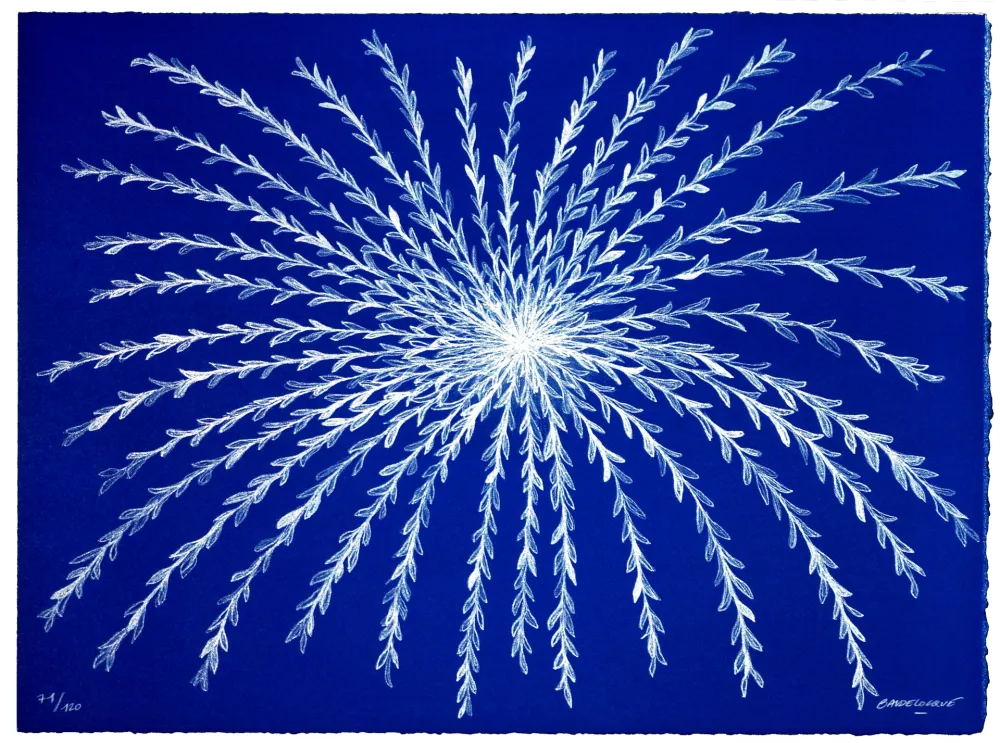 リトグラフ Baudelocque - Etoile végétale