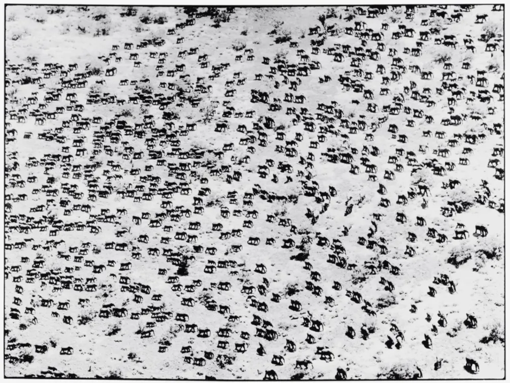 写真 Beard - 965 Elephants, 