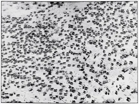 写真 Beard - 965 Elephants, 