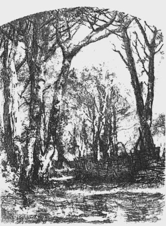 エッチング Bianchi - Il bosco