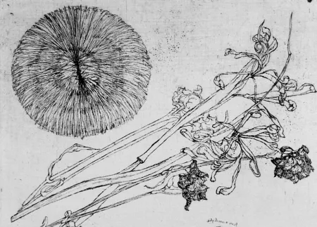 エッチング Biasion - Riccio e fiori