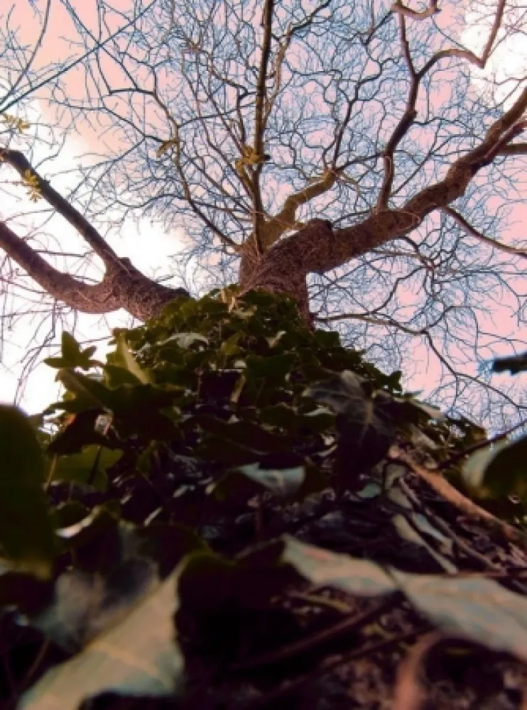 写真 Bohorquez - Arbol