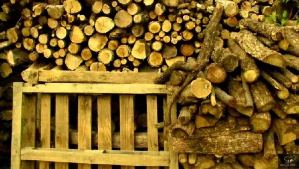 写真 Bohorquez - Palos de Moguer